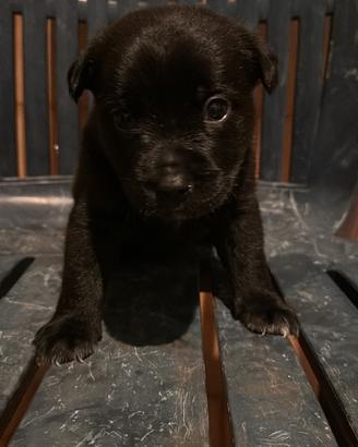 Cuccioli di cane