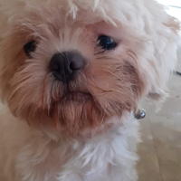 Vendita cagnolina Shitzu