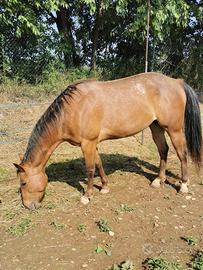 Cavalla in fida o mezza fida