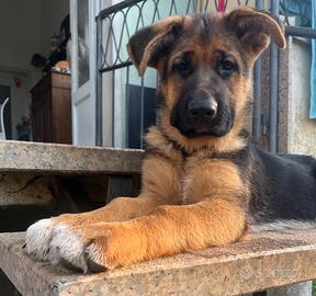 Cuccioli pastore tedesco