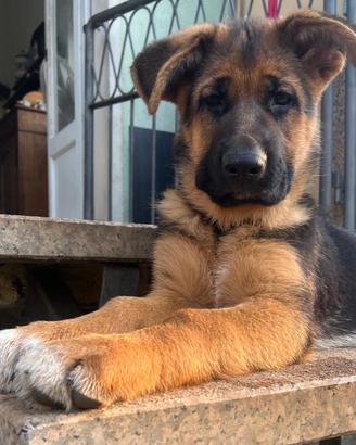 Cuccioli pastore tedesco