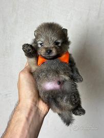 Volpino pomerania spitz Toy orange 2 mesi PEDIGREE