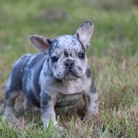 Cuccioli bulldog francesi Merle M e F