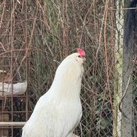 Gallo oliver f1