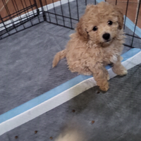 Barboncini toy albicocca