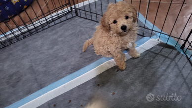 Barboncini toy albicocca