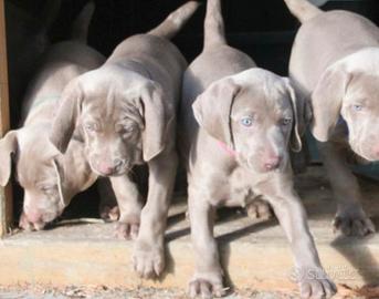 Cuccioli di bracco di wiemar