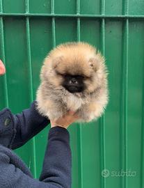 Cuccioli di Pomerania