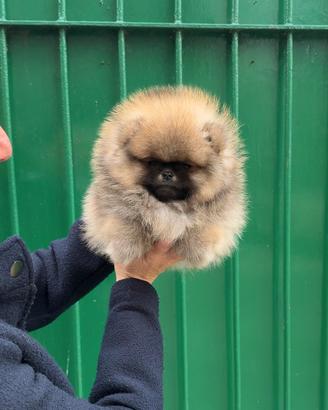 Cuccioli di Pomerania