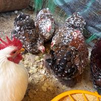 Gallina ornamentale