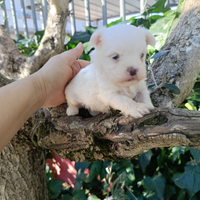 Maltese toy
