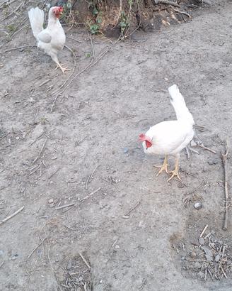 Galline livornesi di 6 mesi
