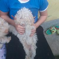 Cuccioli di Lagotto romagnolo