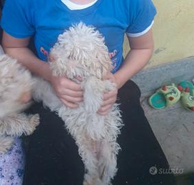 Cuccioli di Lagotto romagnolo