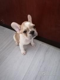 Bulldog francese