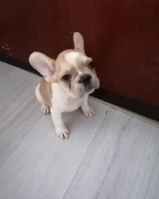 Bulldog francese