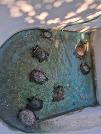 Tartarughe d'acqua dolce