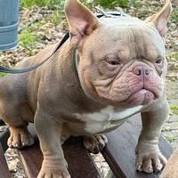 American Bully Exotic micro Stallone