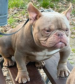 American Bully Exotic micro Stallone