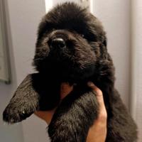 Cuccioli di Terranova-Alta genealogia