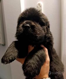 Cuccioli di Terranova-Alta genealogia