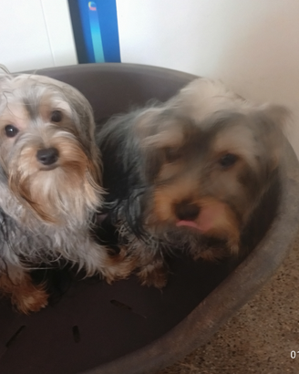 Yorkshire terrier