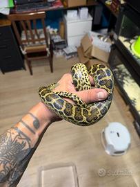 Anaconda Gialla Serpente + teca 