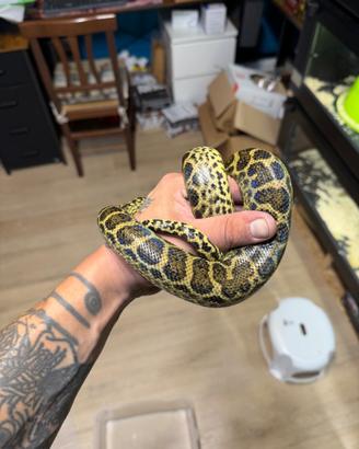 Anaconda Gialla Serpente + teca 