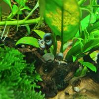 5 Lumache Planorbella duryi Blu