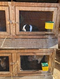 Gabbie conigli legno