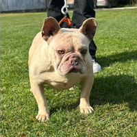 Bulldog francese platinum monta