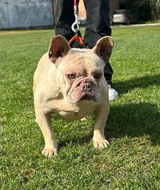 Bulldog francese platinum monta