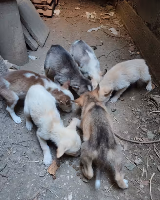 Husky