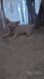chiwawa
