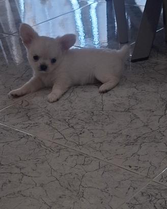 chiwawa