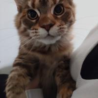 Cucciola Maine coon Brown