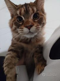Cucciola Maine coon Brown