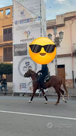 Puledro quarter horse