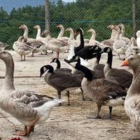 Disponibili coppie di oche di Celler