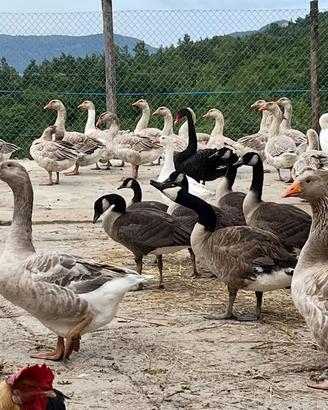 Disponibili coppie di oche di Celler