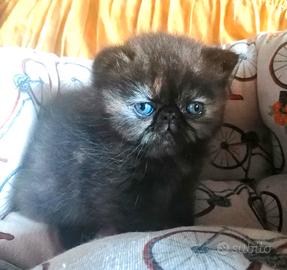 Exotic shorthair e persiani, gattini
