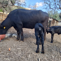 Bufala Mediterranea con gemelli