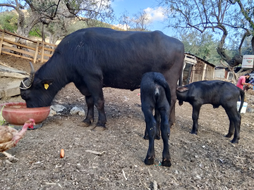 Bufala Mediterranea con gemelli