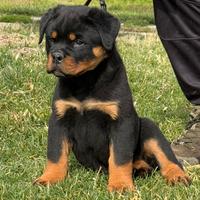 Cuccioli di Rottweiler