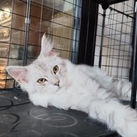 Cucciole Maine coon Silver linea shaded