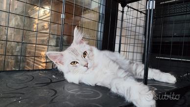 Cucciole Maine coon Silver linea shaded