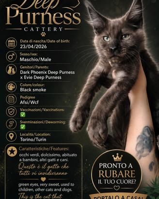 Maine coon con pedigree