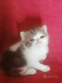 Cuccioli di razza exotic shorthai