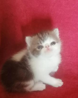 Cuccioli di razza exotic shorthai