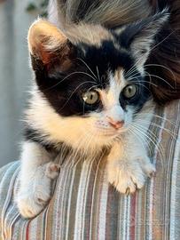 Regalasi gattino